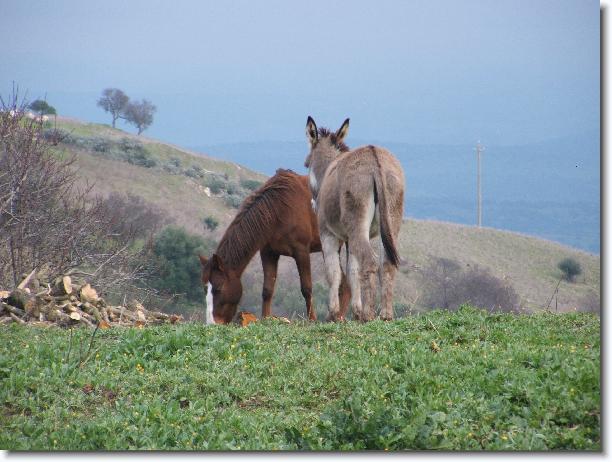 Clicca per scorrere le foto originali ingrandite