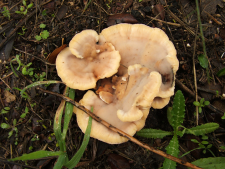 DSCF2774
