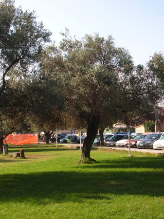 Piazza S'olivariu_1